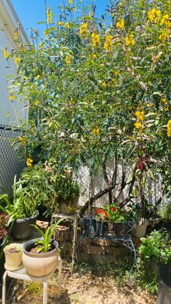 Popcorn Tree