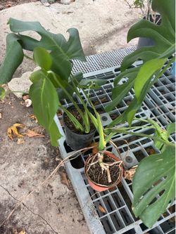 Two  Swiss cheese plants. Total $10