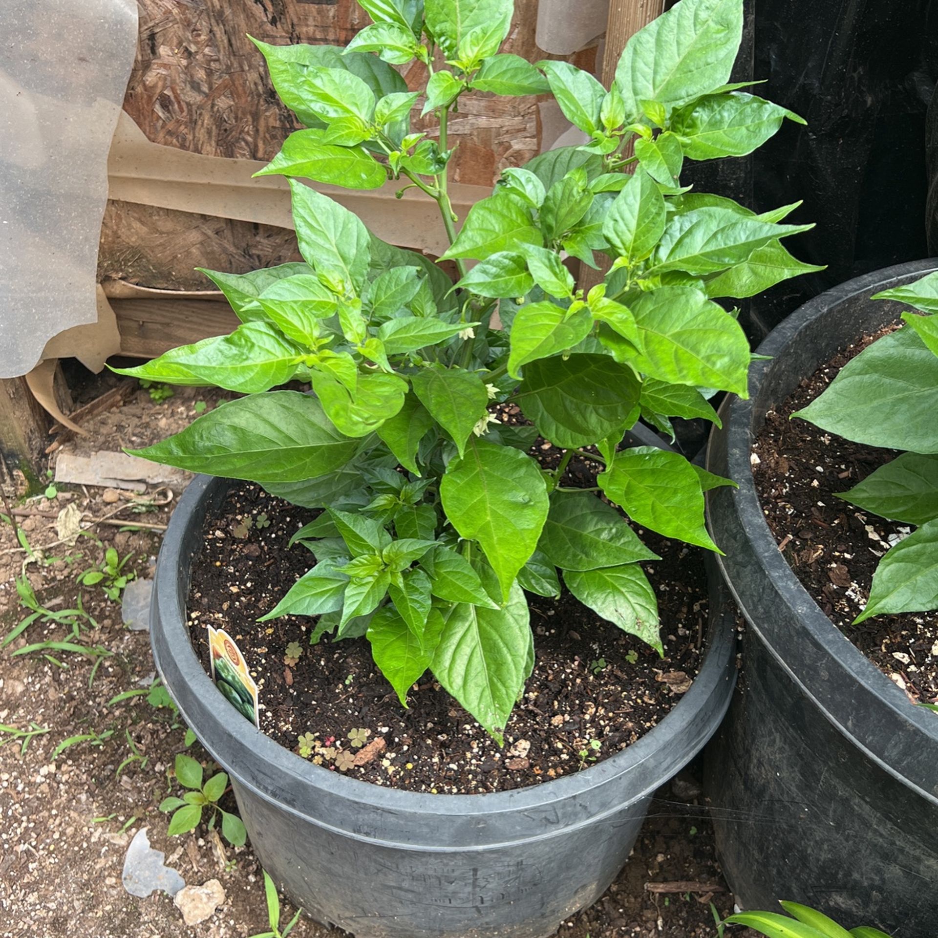 Habanero Plants