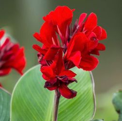 Canna Lily Plants $4 each or 3 for $10