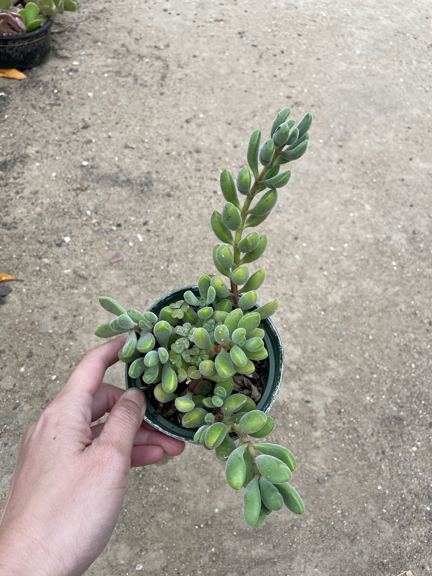 4in Pot Green Beans Succulent