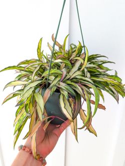 Hoya Wayetti Variegated Plant 6" Pot - Indoor House Plants