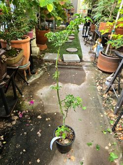 Shishigashira Japanese maple