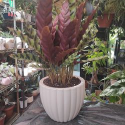 Calathea Prayer Plant