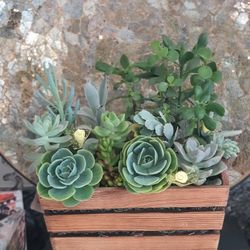 Large Succulent Arrangement