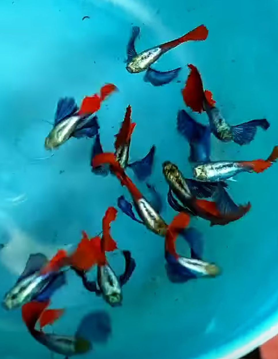 Fake Guppies- Breeding Pair