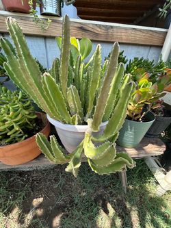 Succulent plant