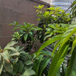 Vietnam Sapodia Plant 