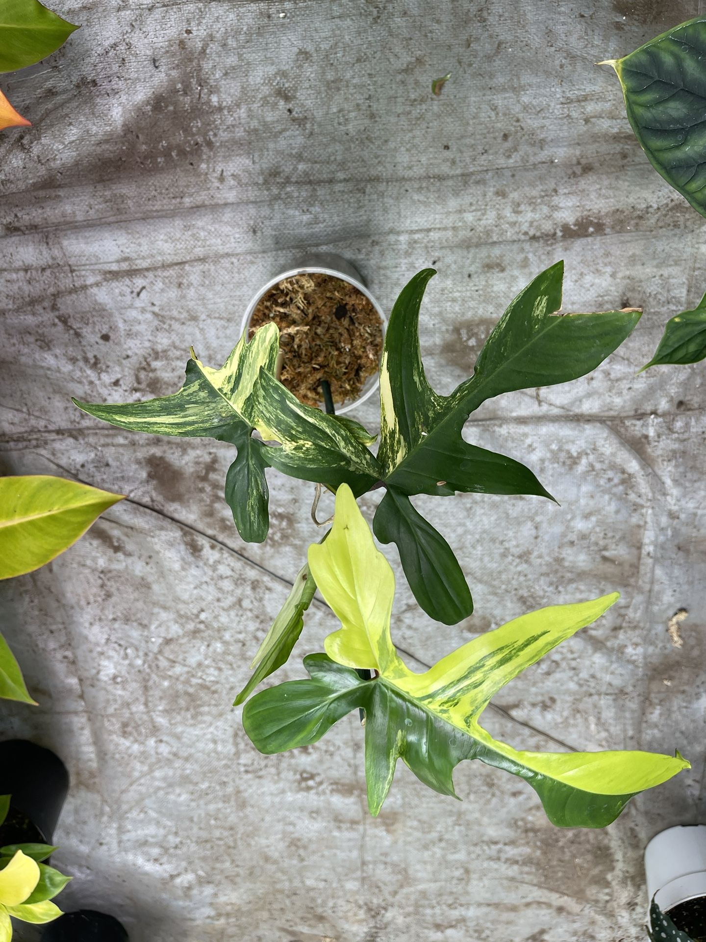 Variegated Florida Beauty