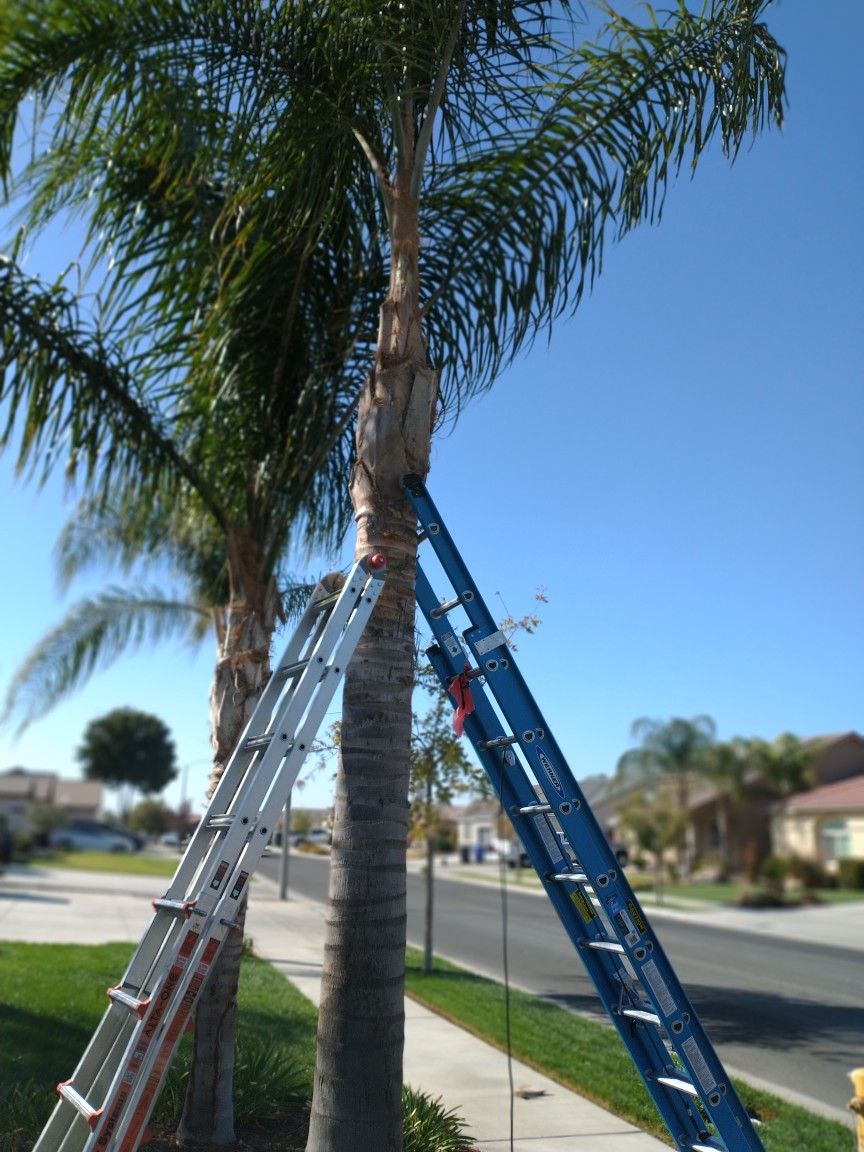 Tree Trimming Great Deals