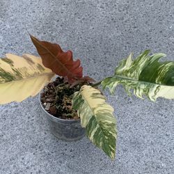 Philodendron Caramel Marble Variegated 