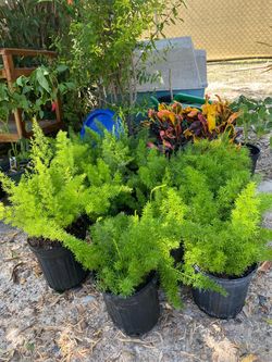 Plantas de Fox Tail or Cola de Zorra