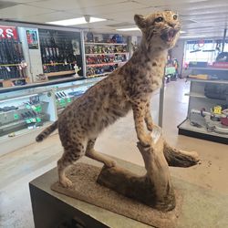 Bobcat Taxidermy 