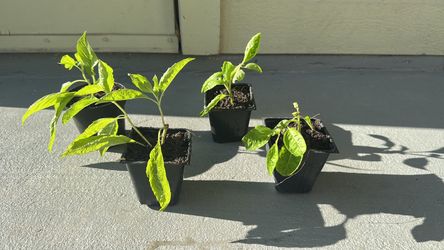 Basil- organic homegrown