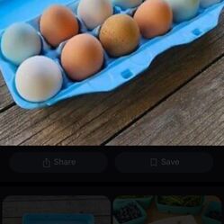 Fresh Duck Eggs For Sale 