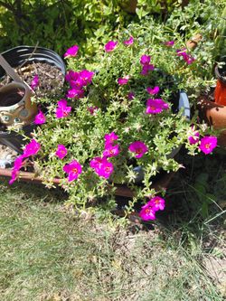 Portulaca Hot pink plant