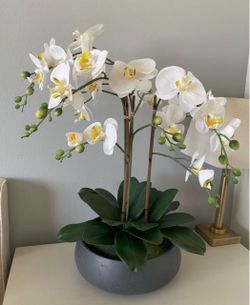 Faux 24” Phalaenopsis Orchid