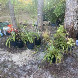 Garden plants