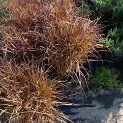 Purple Grass 