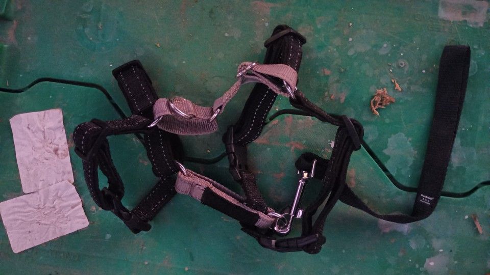 Dog Harness