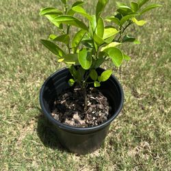 lemon plant 