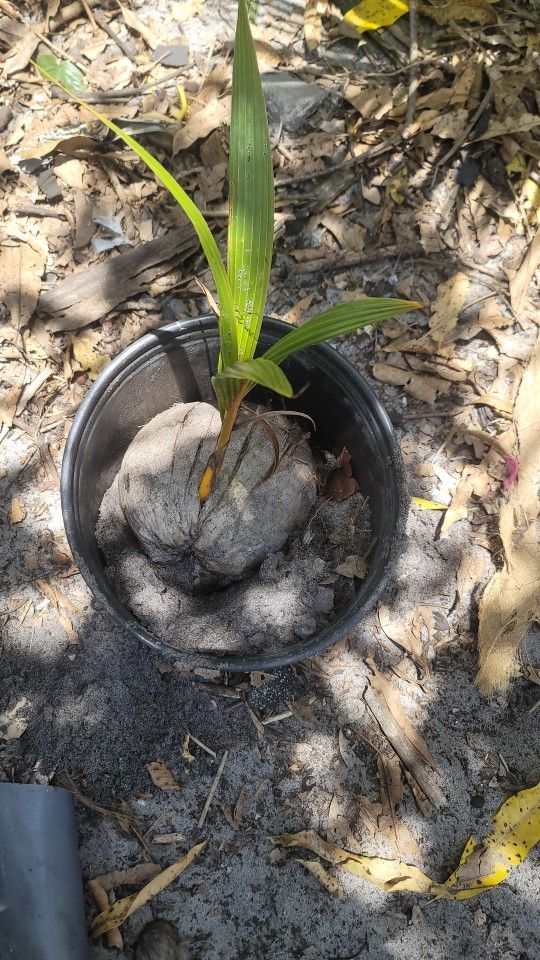 Coconut Tree 🌴