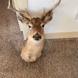 Deer Head For Sale