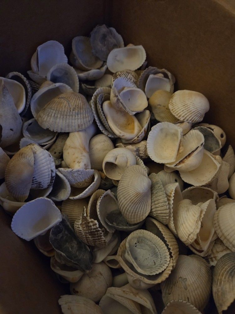 Seashells From Florida