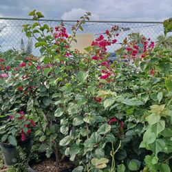 Bougainvellia bushes on big sale now $110