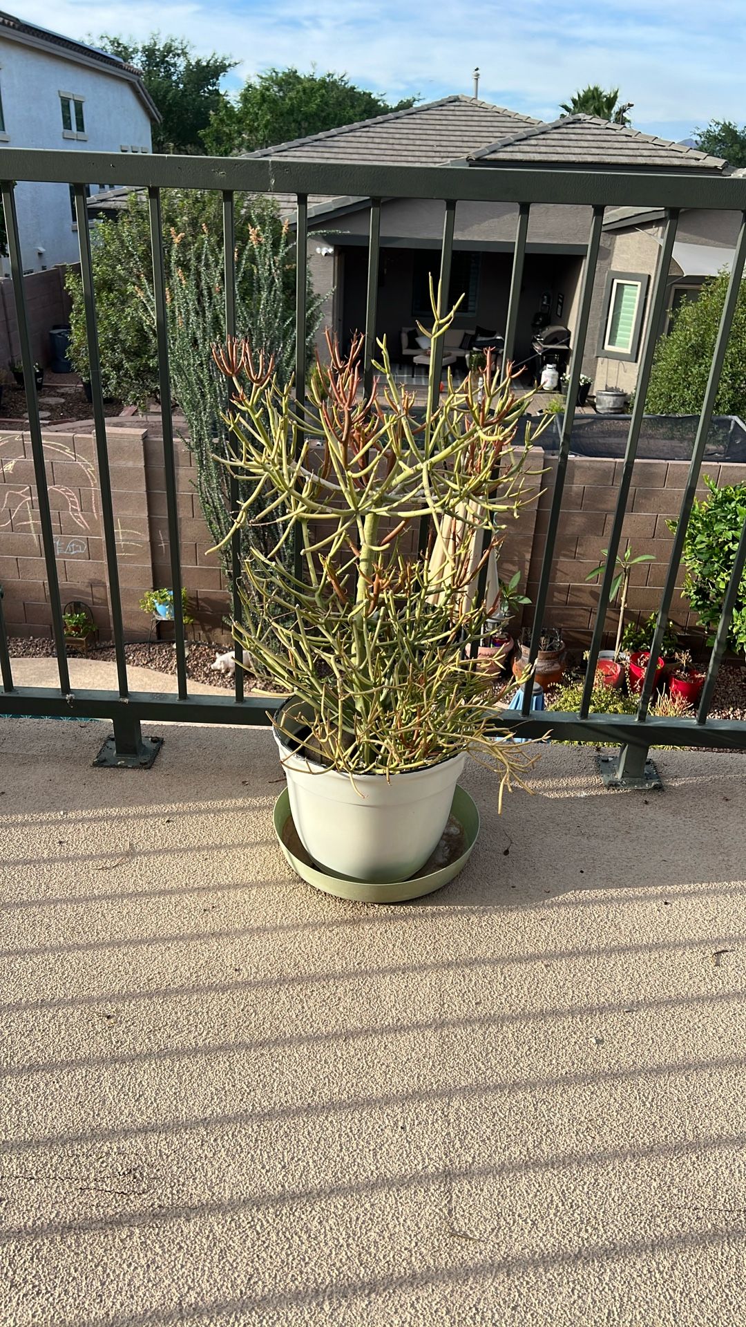 FIRESTICK. SUCCULENT/. CACTUS