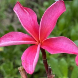 Potted Plumeria