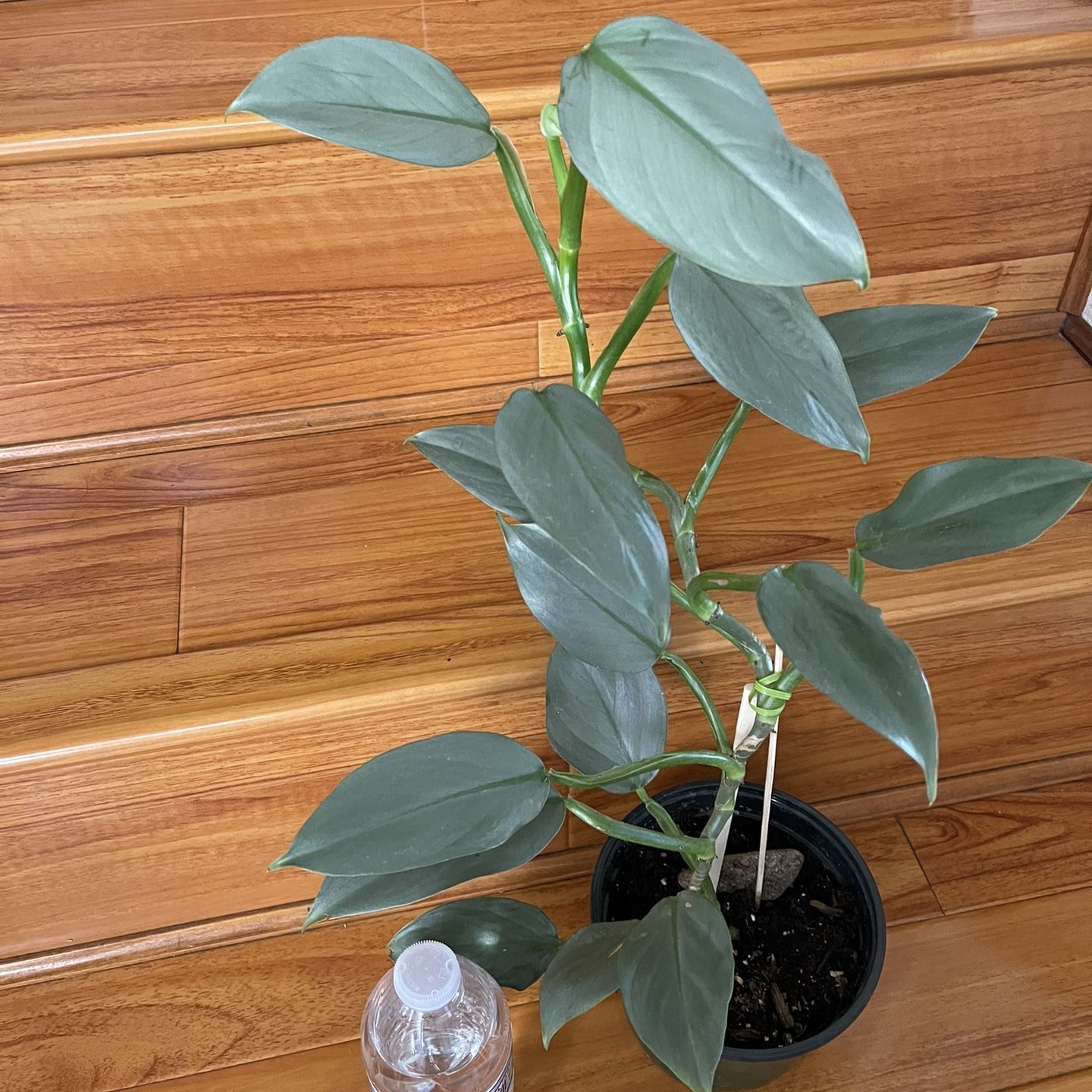 Beautiful Philodendron Silver Sword Plant 6’ Pot