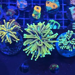 Coral - Torches, Favias, Chalices , Montipora And Much More Great Prices On Frags 