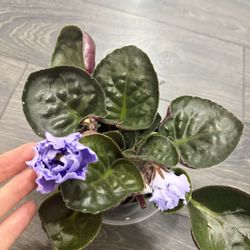 African Violet Blooming Large Bloom Indoor Plant 