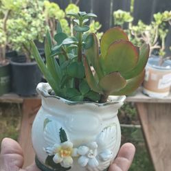 Mini Ceramic Pot With Multiple Succulents 