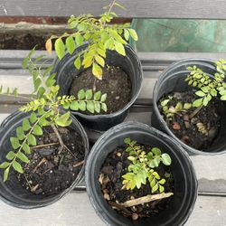 Indian Curry leaf Last Batch Take All Or None 