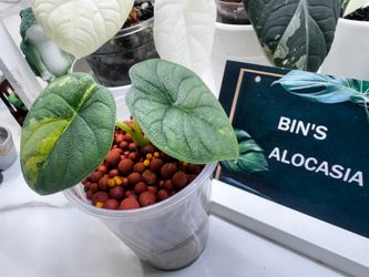 Alocasia melo aurea