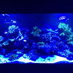 Aquarium Tank And Stand