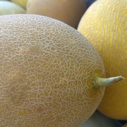 Vendemos Melon Golden