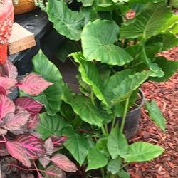 Indoor And Outdoor Plants.