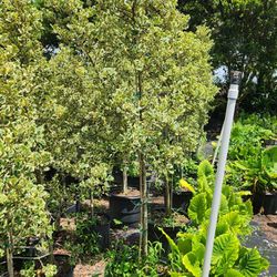 Exotic Ficus Tree For Just $150 Exotic Plants Privacy Trees Easy Maintenence
