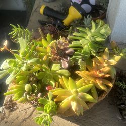 Freshly potted hanging succulent basket