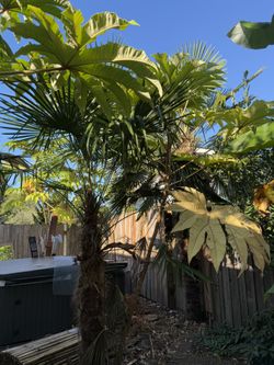 Large Palm Three