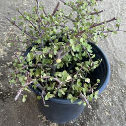 Jade plant