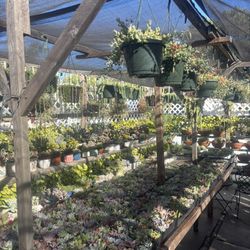 Assorted 2inch Pot Succulents $1.90ea