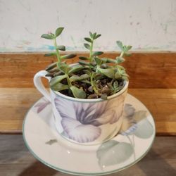 succulent teacup