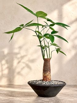 Pachira Aquatica (Handmade Planter Included) #Q16  ‘Local LA Seller’
