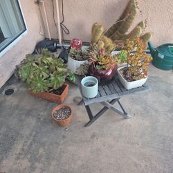 Plants Succulents Pots 