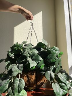 Hanging Plant