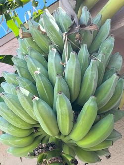 Thai Banana 6fts Tall Tree